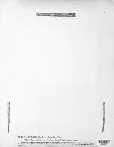 Phomopsis striiformis image